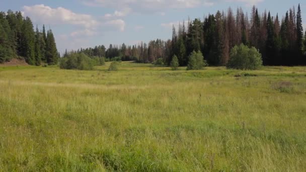 Vackra Sommarlandskap Kameran Flyttas Cirkel — Stockvideo