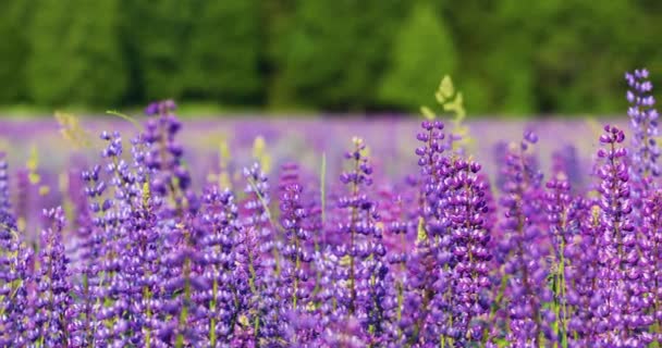 Des Prairies Fleuries Par Une Chaude Matinée Été Beau Fond — Video