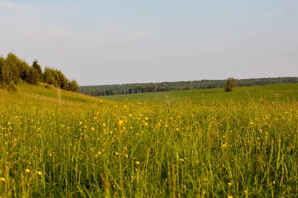 Hermoso Paisaje Verano Con Campo Flores Paisaje Verde Iluminado Por —  Fotos de Stock