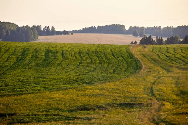 Piękne Lato Pejzaż Pole Kwiaty Zielony Krajobraz Oświetlony Przez Słońce — Zdjęcie stockowe