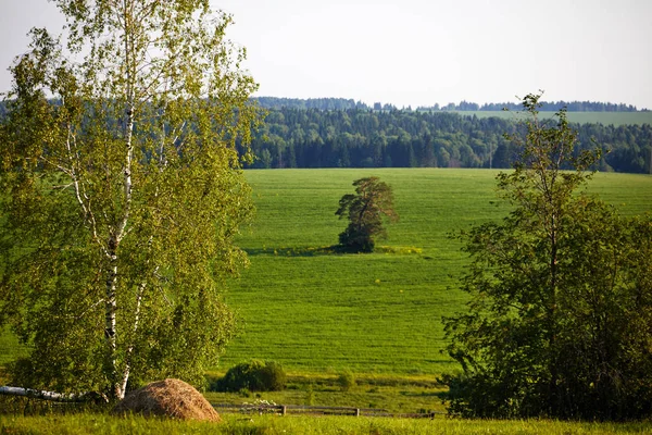 Hermoso Paisaje Verano Con Campo Flores Paisaje Verde Iluminado Por —  Fotos de Stock