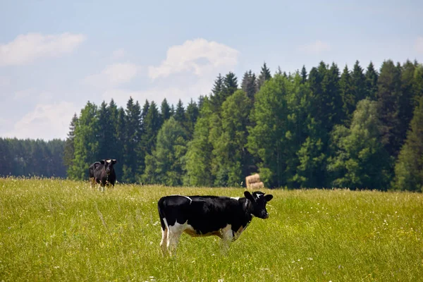 Herd Cattle Grazing Prairie — Stock Photo, Image