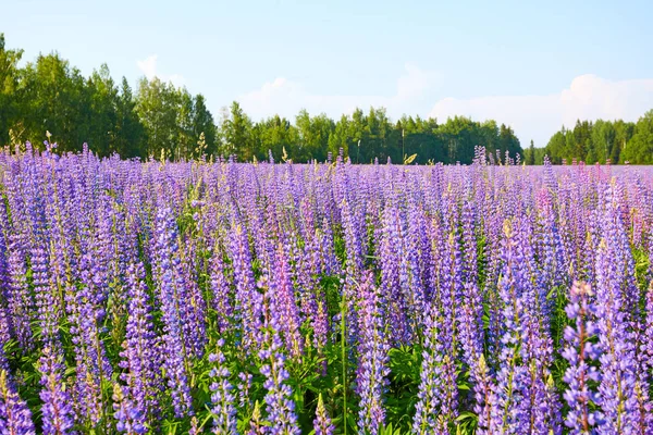 Blühendes Feld Lila Blumen Unter Den Strahlen Der Sommersonne — Stockfoto