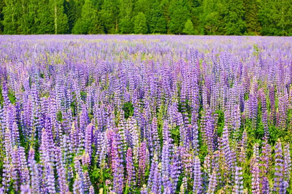 Blühendes Feld Lila Blumen Unter Den Strahlen Der Sommersonne — Stockfoto