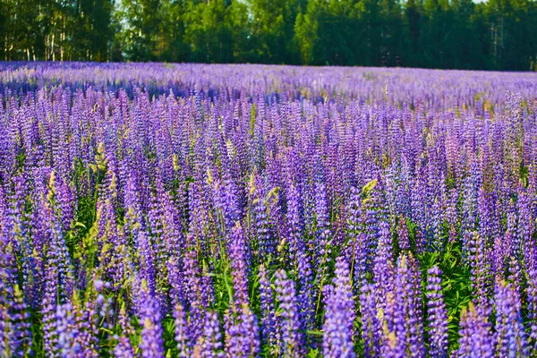 Blühendes Feld Lila Blumen Unter Den Strahlen Der Sommersonne — Stockfoto