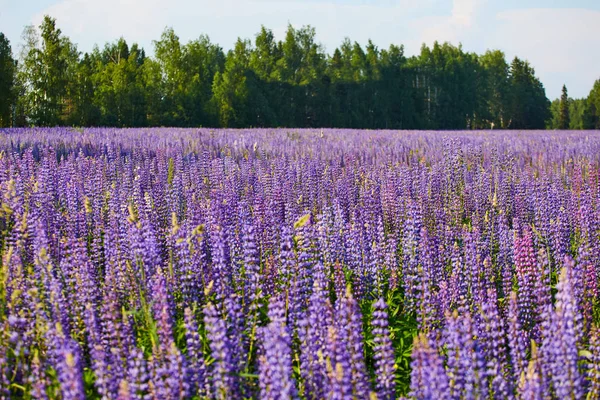 Blühendes Feld Lila Blumen Unter Den Strahlen Der Sommersonne — Stockfoto