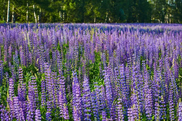 Blooming Field Purple Flowers Rays Summer Sun — Stock Photo, Image