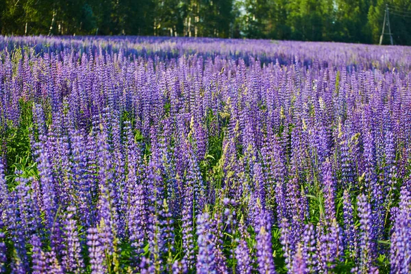 Blühendes Feld Lila Blumen Unter Den Strahlen Der Sommersonne — Stockfoto