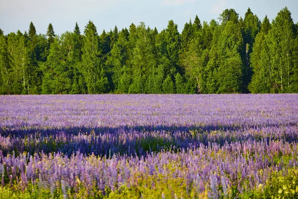 Blühendes Feld Lila Blumen Unter Den Strahlen Der Sommersonne — Stockfoto