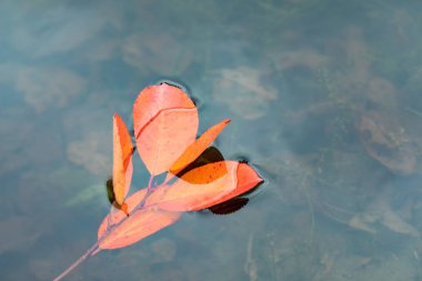 Kırmızı yaprakları su üzerinde yüzer. Sonbahar arka plan parlak renkli