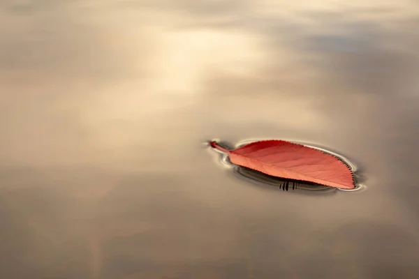 Rote Blätter Schwimmen Auf Dem Wasser Hell Gefärbten Herbst Hintergrund — Stockfoto