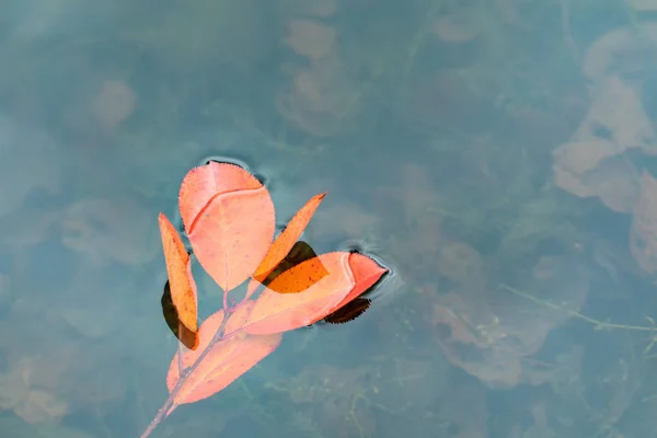 Red Leaves Float Water Bright Colored Autumn Background — Stock Photo, Image