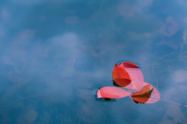 Red Leaves Float Water Bright Colored Autumn Background — Stock Photo, Image