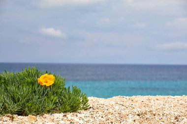 Seyahat ve aktif yaşam tarzı kavramı. Taş plaj ve sıcak deniz. Güneşli bir günde parlak sarı renkler. Yunanistan Europe