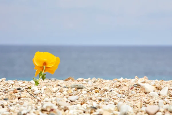Концепция Путешествий Активного Образа Жизни Каменный Пляж Теплое Море Ярко — стоковое фото