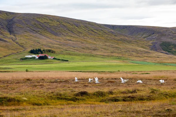 Сільське Господарство Europ Ісландії Вид Фермах Полів — стокове фото