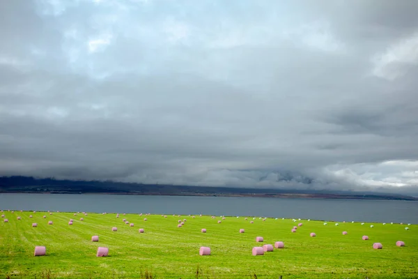 Цветные Тюки Сена Лежат Зеленом Поле Сельское Хозяйство Исландии — стоковое фото