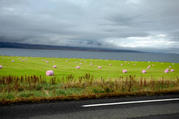 Color Bales Hay Lie Green Field Agriculture Iceland Europe — Stock Photo, Image