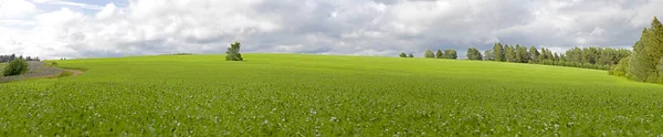 Panorama Del Prado Verano Con Hierba Verde Árbol Solitario — Foto de Stock