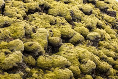 İceless yatay, moss, lav, taş ve liken.