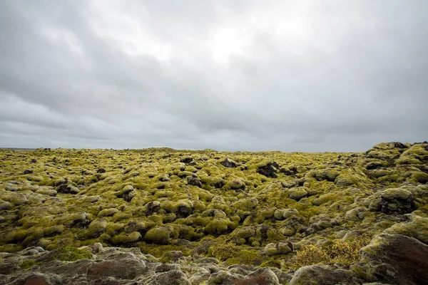 Paisagem Islandesa Com Musgo Lava Pedra Líquen — Fotografia de Stock