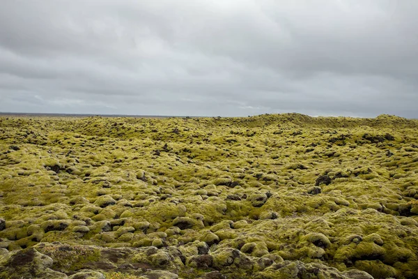 Paisaje Islandés Con Musgo Lava Piedra Liquen — Foto de Stock