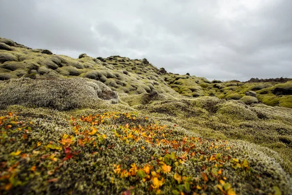 Paisagem Islandesa Com Musgo Lava Pedra Líquen — Fotografia de Stock