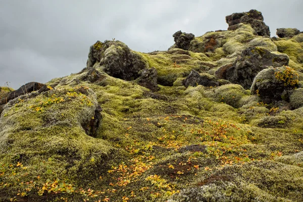 Iceless Landschap Met Mos Lava Stenen Korstmossen — Stockfoto