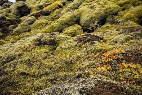Исландский Пейзаж Мхом Лавой Камнем Лишайником — стоковое фото