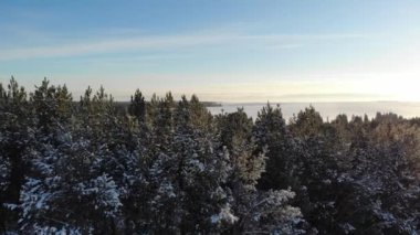 Aerial view of a country road in the forest. Cinematic drone shot over a gravel road in a pine forest