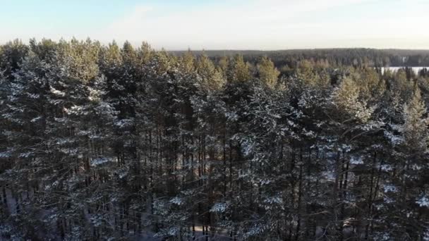 Flygfoto Över Landsväg Skogen Filmiska Drone Sköt Över Grusväg Tallskog — Stockvideo