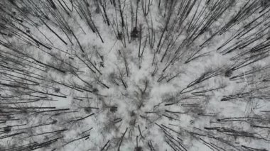 Snowy orman üzerinde uçan. Güzel kış manzarası. . Hava atış. 4 k dron görüntüleri