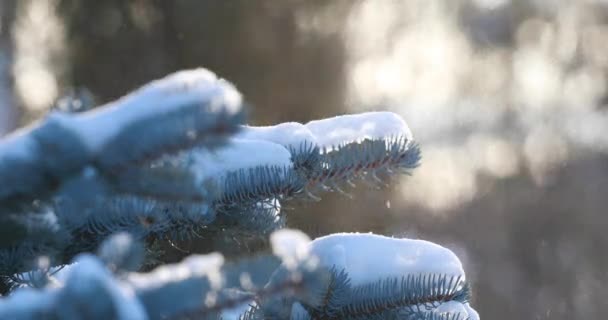 Cadute Neve Abete Rosso Cadute Neve Ramo Pino Nella Foresta — Video Stock