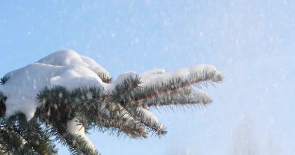 雪落在云杉上雪从森林里的一根松树树枝上掉了下来 慢动作 在阳光明媚的寒冷的冬日里 云杉的一根树枝 — 图库视频影像