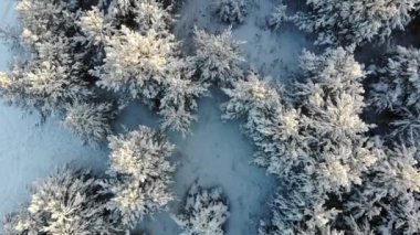 Hava karla kaplı ağaçlar dron'un vurdu. Mükemmel kış yumuşak görüntüleri manzara yukarıdan ateş bir çam ormanı ile