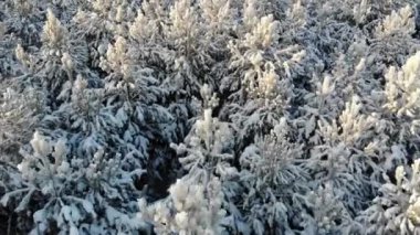 Hava karla kaplı ağaçlar dron'un vurdu. Mükemmel kış yumuşak görüntüleri manzara yukarıdan ateş bir çam ormanı ile
