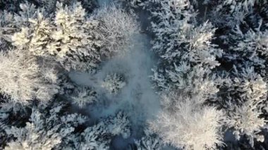 Hava karla kaplı ağaçlar dron'un vurdu. Mükemmel kış yumuşak görüntüleri manzara yukarıdan ateş bir çam ormanı ile