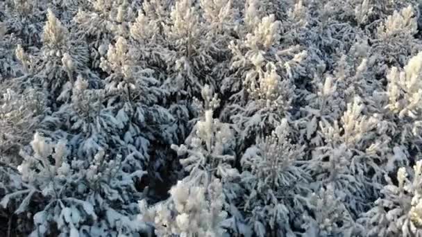 空中の雪に覆われた木は 無人で撮影します 完璧な冬の妖精の映像風景ショットを上から松林 — ストック動画