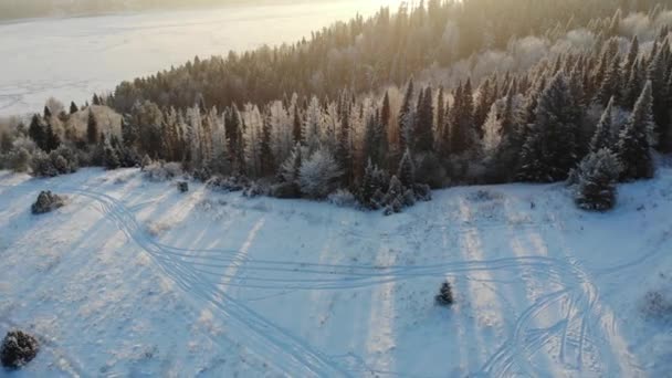 Légi Hóval Borított Fák Lövés Drone Egy Fenyves Erdőben Fenti — Stock videók