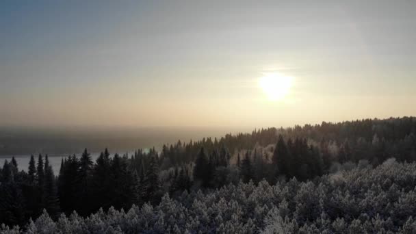 Légi Hóval Borított Fák Lövés Drone Egy Fenyves Erdőben Fenti — Stock videók