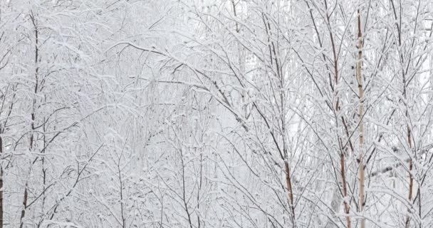 Neve Cai Redemoinhos — Vídeo de Stock