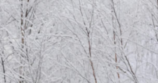 Schnee Fällt Und Wirbelt — Stockvideo