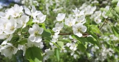İlkbaharda çiçek açan elma ağaçlarının. Güzel beyaz ve pembe çiçekler olan elma ağaçlarının yeşil ve mavi gökyüzü arka plan üzerinde