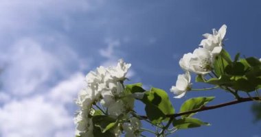 İlkbaharda çiçek açan elma ağaçlarının. Güzel beyaz ve pembe çiçekler olan elma ağaçlarının yeşil ve mavi gökyüzü arka plan üzerinde