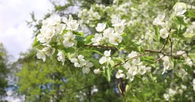 İlkbaharda çiçek açan elma ağaçlarının. Güzel beyaz ve pembe çiçekler olan elma ağaçlarının yeşil ve mavi gökyüzü arka plan üzerinde