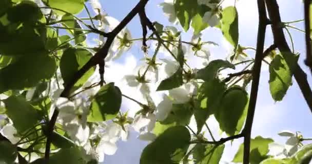 Pommiers en fleurs au printemps. Belles fleurs blanches et roses de pommiers sur un fond de ciel vert et bleu 