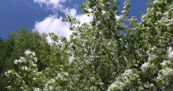 Manzanos Florecientes Primavera Hermosas Flores Blancas Rosadas Manzanos Sobre Fondo — Vídeos de Stock