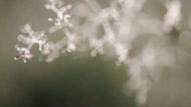 Hisse senedi videobeautiful doğal yeşil ışığı bokeh arka plan. Parlak nokta ve güneş ışığı ile güzel bir gün günbatımı rahat arka ışık taze yaz çim bulanık. 4k canlı video