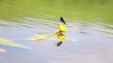 Yusufçuk Nehri üzerinde uçan. Güzel böcek bir yaz günü video. Yavaş çekim