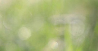 Çimenlerin üzerinde bokeh. Arka planı için yeşil bir arka plan üzerinde bulanık parlak noktalar.